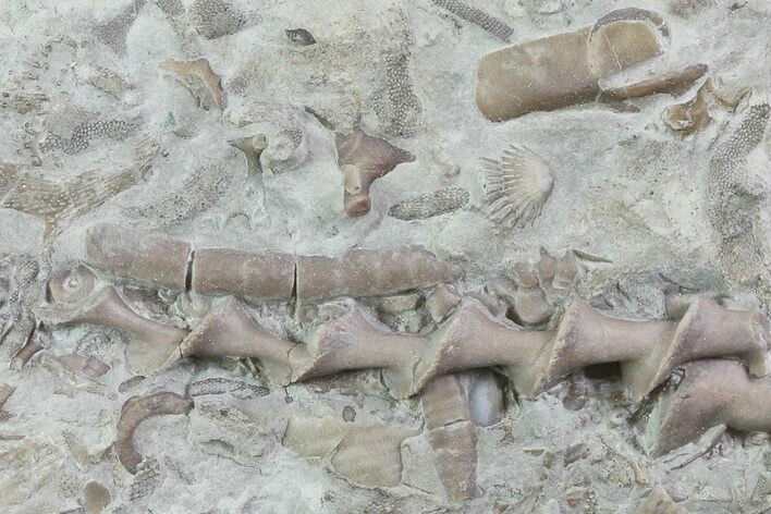 Archimedes Screw Bryozoan Fossil - Illinois #74307
